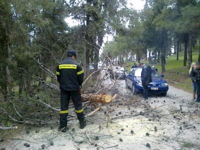 Λίγα λεπτά μετά την πτώση του δέντρου - ΦΩΤΟ από lamiareport.gr