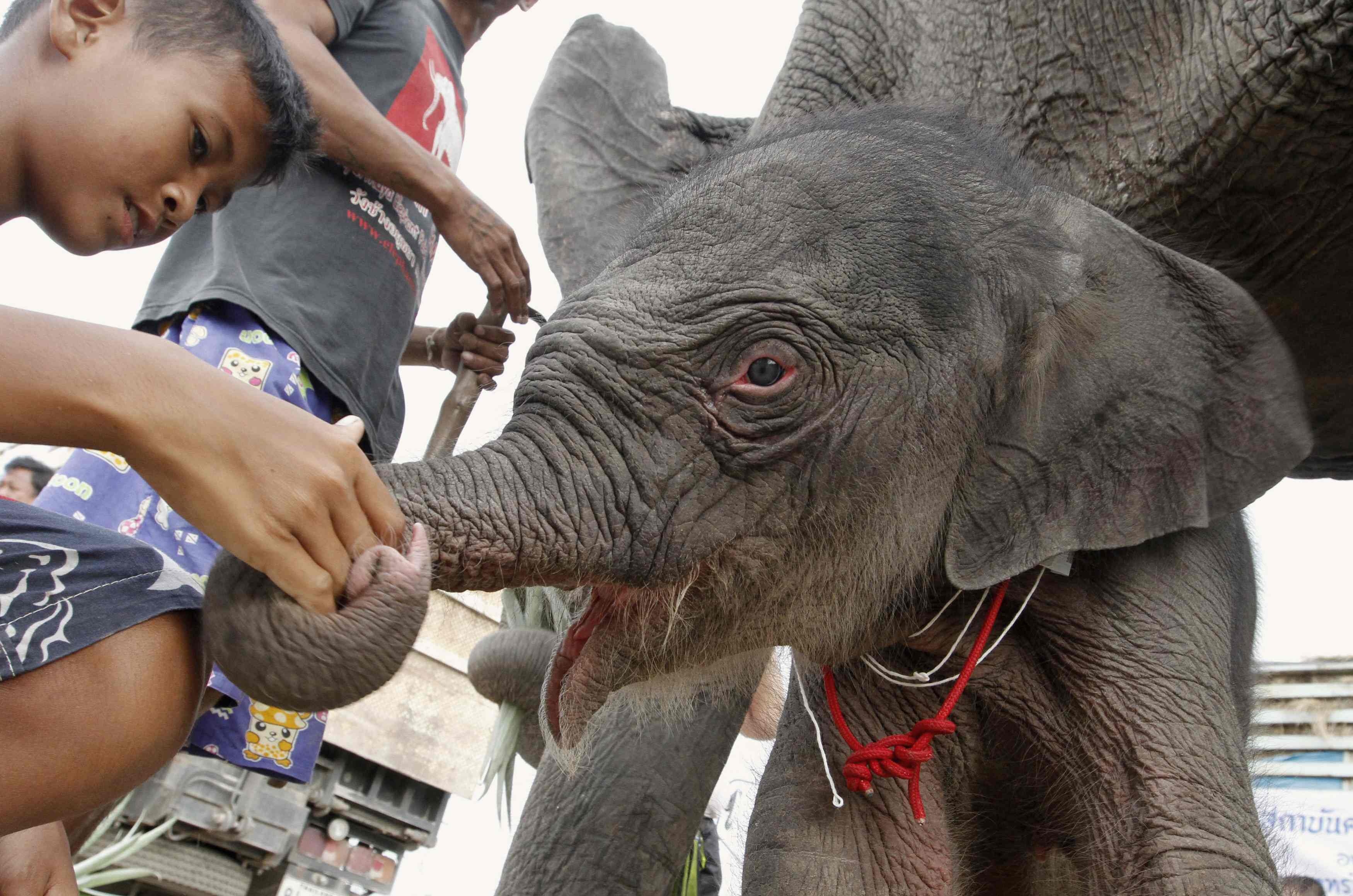 Το παιδί και το μωρό ελέφαντας έχουν πολλά κοινά 