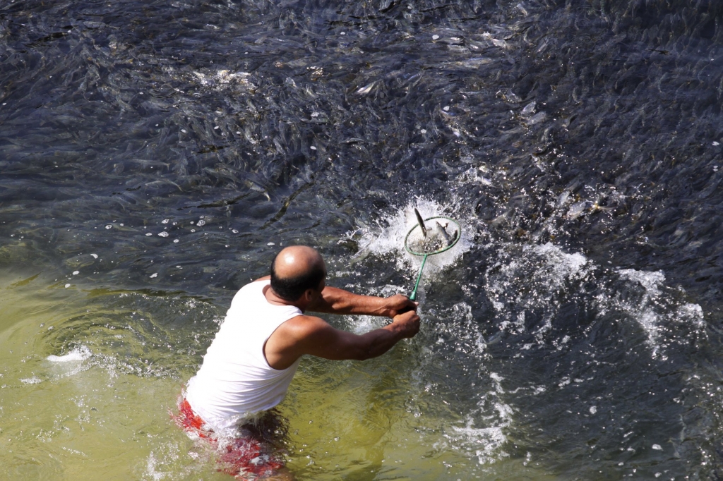 Εδω ο ψαράς απλά βάζει στο νερό την απόχη του. Η ψαριά είναι σίγουρη!