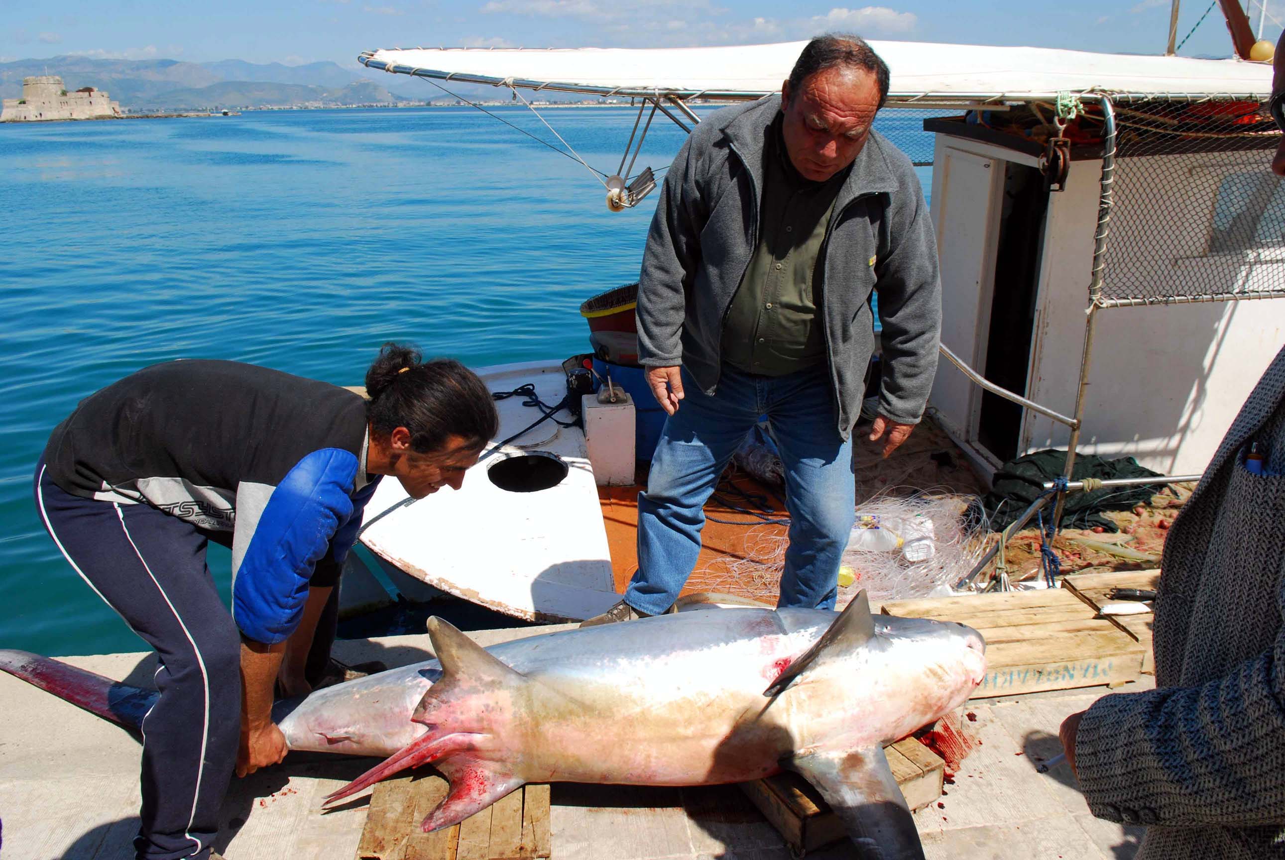 Σκυλόψαρο που έπιασαν ψαράδες στο Ναύπλιο