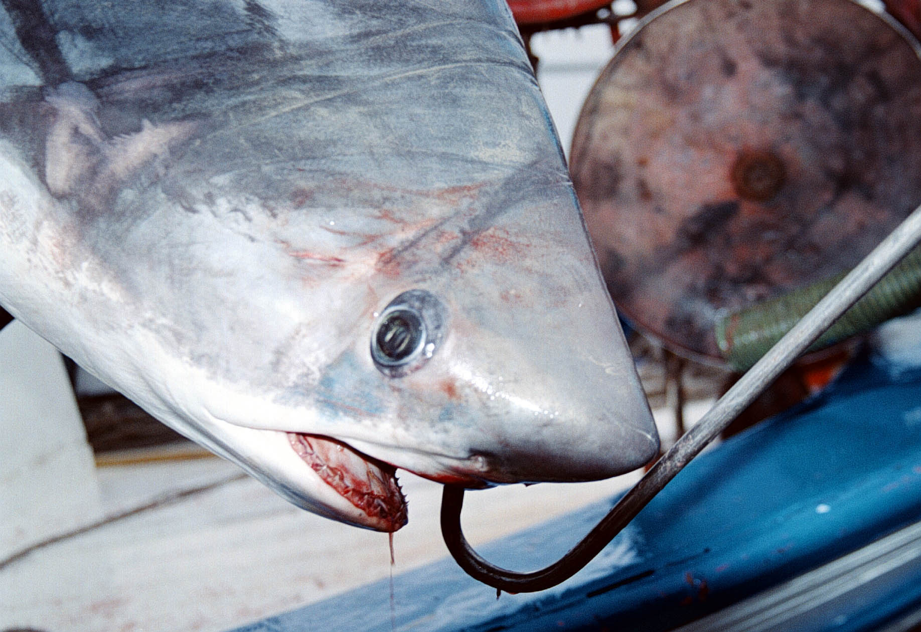 150 κιλά ο καρχαρίας που έπιασαν ψαράδες στη Νέα Μηχανιώνα 