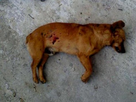 Λέσβος: Στα χέρια της Αστυνομίας ο δολοφόνος του σκύλου!
