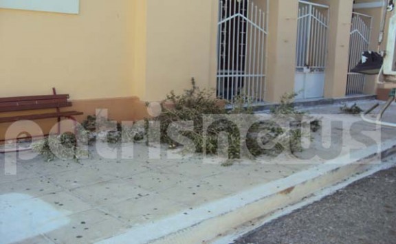 Ηλεία: Αυτή η ελιά που φαντάζεστε πως είχε φυτρώσει; - Δείτε φωτογραφίες! Ηλεία: Αυτή η ελιά που φαντάζεστε πως είχε φυτρώσει; - Δείτε φωτογραφίες!