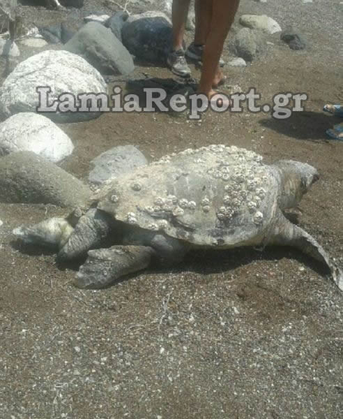 Τη νεκρή χελώνα παρέλαβαν λιμενικοί
