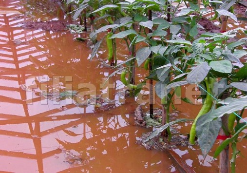 Φιλιατρά: Πλημμύρισαν οι δρόμοι - Ζημιές σε καλλιέργειες - BINTEO