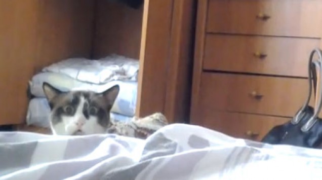 Η γάτα κατάσκοπος - Ξεκαρδιστικό βίντεο