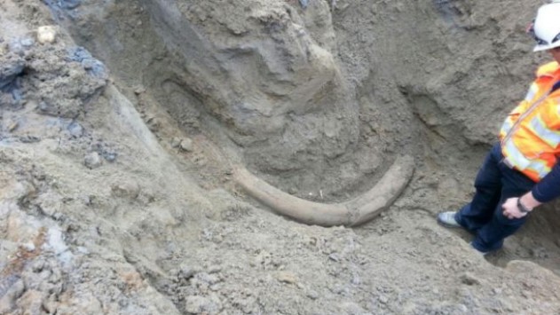 Ice Age στο Σιάτλ! Βρήκαν χαυλιόδοντα από μαμούθ (ΦΩΤΟ, VIDEO)