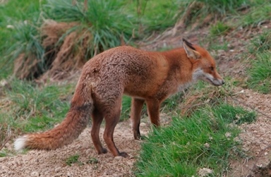 Τρίκαλα: Κόκκινη αλεπού βρέθηκε θετική στον επικίνδυνο ιό της λύσσας!