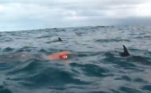 Η στιγμή που δελφίνια σώζουν κολυμβητή από καρχαρία! - ΒΙΝΤΕΟ