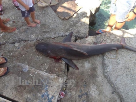Σφακιά: Ο ψαράς έβγαλε... καρχαρία! ΦΩΤΟ