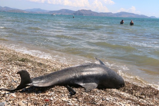 Νεκρό δελφίνι σε παραλία του Άργους (ΦΩΤΟ & VIDEO)