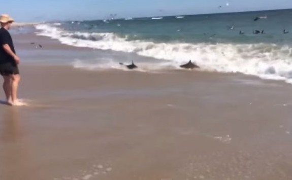 Πάνω από 100 καρχαρίες βγαίνουν στην παραλία! (video)