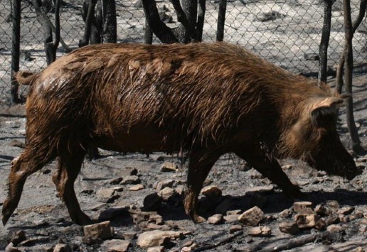 Σκότωσε τον φίλο του κατά λάθος ενώ κυνηγούσαν αγριογούρουνο στη Λοκρίδα!