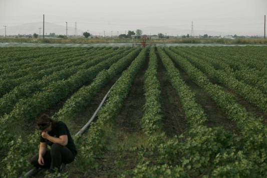 Αρχίζει η καταβολή της ενιαίας ενίσχυσης από την Τρίτη