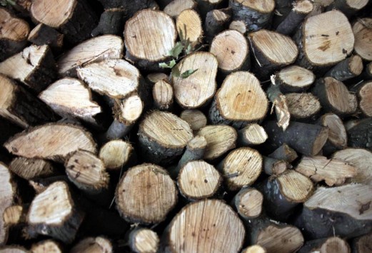 Πατέρας και γιος έδειραν τον δασοφύλακα που τους έπιασε να κόβουν ξύλα παράνομα