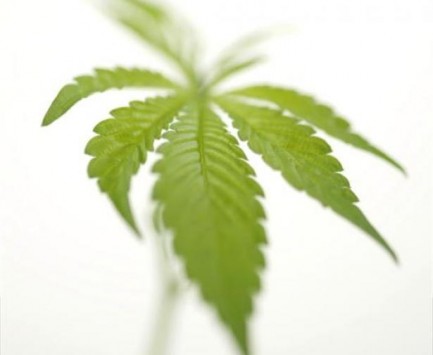 Μαθητής φύτεψε δενδρύλλιο για χασίς... στο σχολείο του!