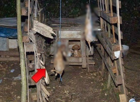 Γιάννενα: Κρέμασαν δύο κουτάβια μπροστά στη μητέρα τους - Σοκάρουν οι εικόνες της πρωτοφανούς κτηνωδίας (Φωτό)!