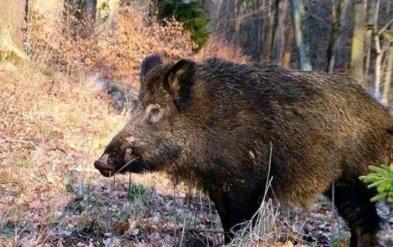 Λαμία: Αγριογούρουνο σκόρπισε πανικό σε νεκροταφείο - Το πυροβόλησαν και το σκότωσαν μετά από κυνήγι!