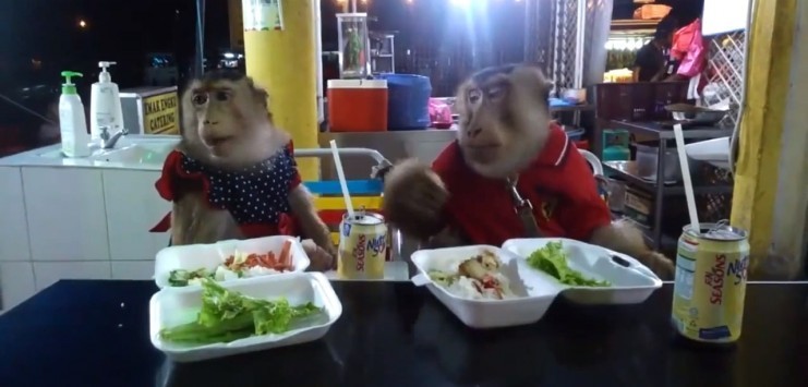 Οι μαϊμούδες τρώνε το μεσημεριανό τους ... και τα καλύτερα βίντεο της Μ. Πέμπτης