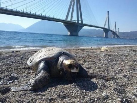 Δυτική Ελλάδα: Η εικόνα στην παραλία κάτω από τη μεγάλη γέφυρα κέντρισε τα βλέμματα όλων - Δείτε φωτό!