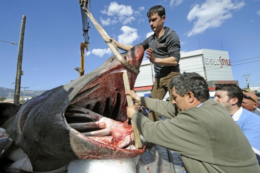 Βόλος: Καρχαρίας έχασε τον προσανατολισμό, μπήκε στον Παγασητικό και δείτε τι έγινε!