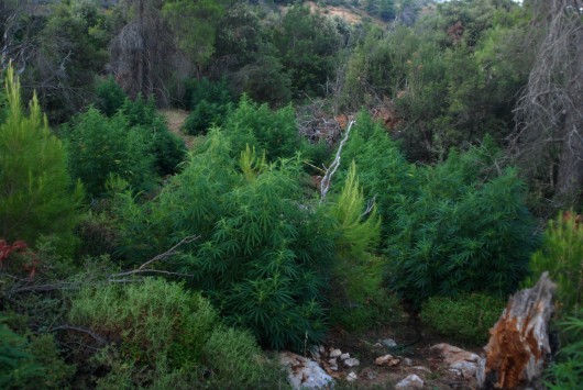 Κορινθία: Η πτήση ελικοπτέρου της αστυνομίας ξεσκέπασε χασισοφυτεία στο Ξυλόκαστρο!