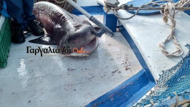 Μεσσηνία: Σήκωσε τα δίχτυα του και είδε αυτό το ψάρι - Δεν πίστευε στα μάτια του (Φωτό)! Μεσσηνία: Σήκωσε τα δίχτυα του και είδε αυτό το ψάρι - Δεν πίστευε στα μάτια του (Φωτό)!