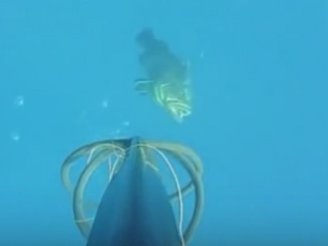 Πρέβεζα: Η στιγμή που ψαροντουφεκάς πιάνει ροφό 20 κιλών - Δείτε το υποβρύχιο βίντεο που εντυπωσιάζει!
