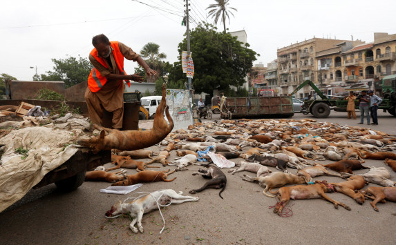 Κτηνωδία στο Πακιστάν - Δηλητηρίασαν χιλιάδες αδέσποτα σκυλιά - ΣΚΛΗΡΕΣ ΕΙΚΟΝΕΣ