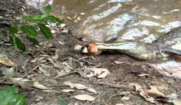 Συγκλονιστικό βίντεο: Kροκόδειλος δάγκωσε ηλεκτροφόρο χέλι και πέθανε!