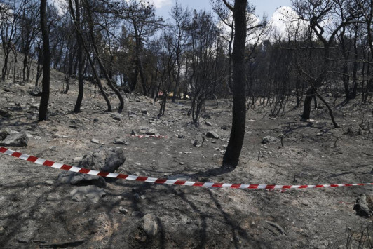 Αλόννησος: 30 στρέμματα δάσους έγιναν στάχτη 