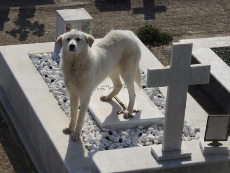 `Χάτσικο` και στην Άρτα - Σκυλίτσα περιμένει στο νεκροταφείο τον άνθρωπό της [pics]
