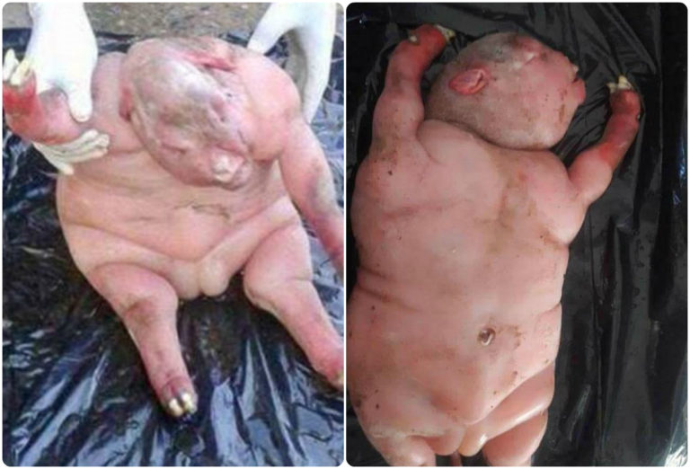 Δεισιδαιμονία και τρόμος! «Πρόβατο γέννησε μισό άνθρωπο μισό… κάτι άλλο»! Σοκαριστικές εικόνες | Newsit.gr