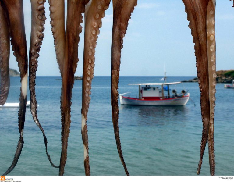Πάρος: Συνέλαβαν 73χρονη γιατί ψάρευε… χταπόδια! | Newsit.gr Πάρος: Συνέλαβαν 73χρονη γιατί ψάρευε… χταπόδια! | Newsit.gr