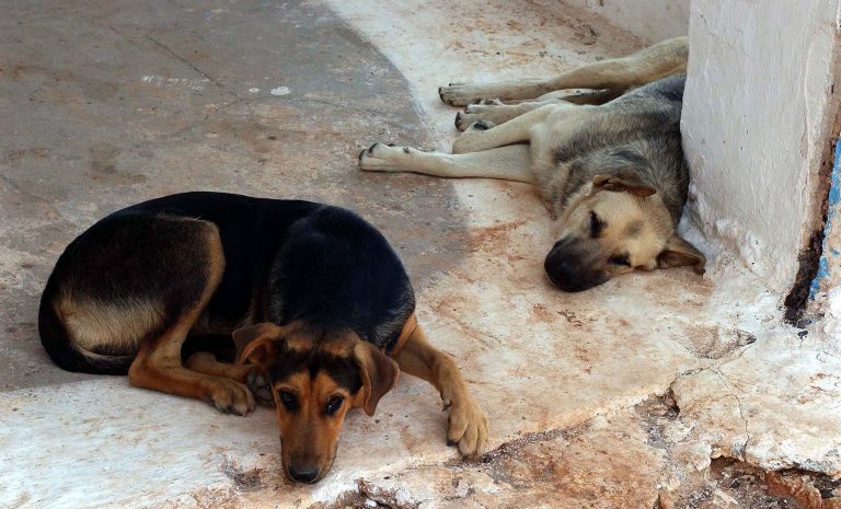Ημαθία: »Η κυρία δήμαρχος άφησε το κυνοκομείο χωρίς κτηνίατρο»! | Newsit.gr Ημαθία: »Η κυρία δήμαρχος άφησε το κυνοκομείο χωρίς κτηνίατρο»! | Newsit.gr