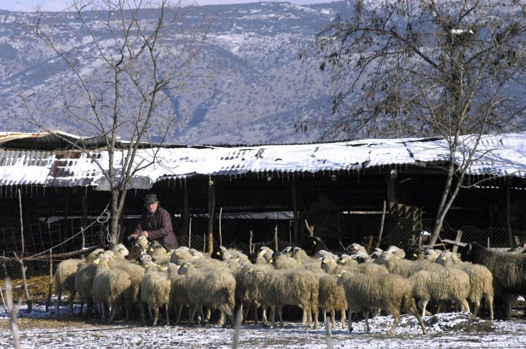 Αλεξανδρούπολη: Τον πυροβόλησε και τον σκότωσε μέσα στη στάνη του – Άφαντος ο δράστης | Newsit.gr Αλεξανδρούπολη: Τον πυροβόλησε και τον σκότωσε μέσα στη στάνη του – Άφαντος ο δράστης | Newsit.gr