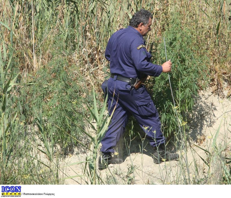 Χανιά: Χασισοφυτεία με «καρπούς» έξι χρόνια μετά! | Newsit.gr Χανιά: Χασισοφυτεία με «καρπούς» έξι χρόνια μετά! | Newsit.gr