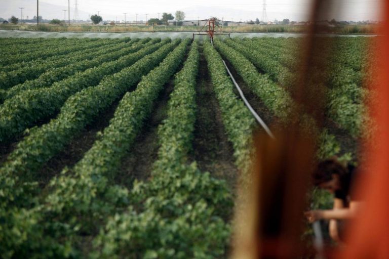 Λάρισα: Οι νέοι επιστρέφουν στα χωράφια λόγω κρίσης | Newsit.gr Λάρισα: Οι νέοι επιστρέφουν στα χωράφια λόγω κρίσης | Newsit.gr