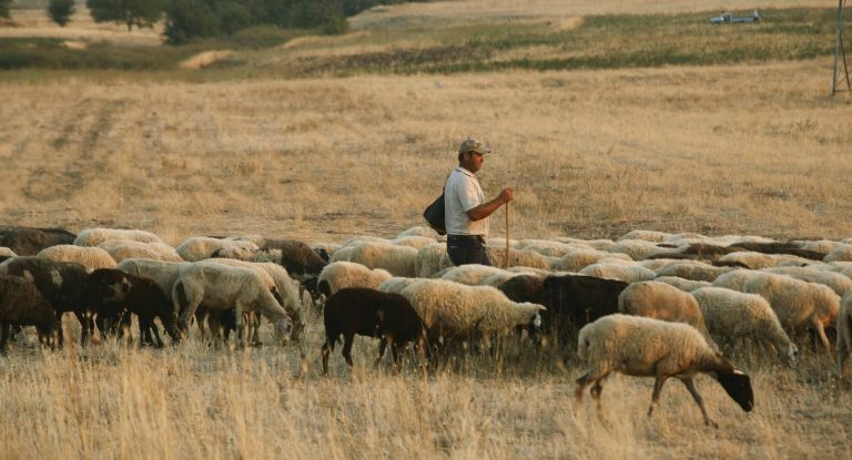 Λασίθι: Καταζητείται κτηνοτρόφος λόγω… ατίθασου κοπαδιού! | Newsit.gr Λασίθι: Καταζητείται κτηνοτρόφος λόγω… ατίθασου κοπαδιού! | Newsit.gr