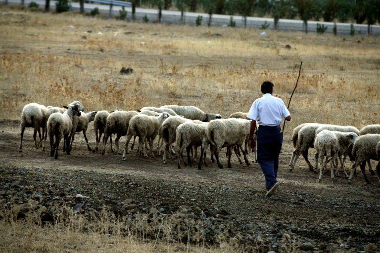 Βοιωτία: Βοσκός βρήκε νεκρό και γυμνό, νεαρό αλλοδαπό! | Newsit.gr Βοιωτία: Βοσκός βρήκε νεκρό και γυμνό, νεαρό αλλοδαπό! | Newsit.gr