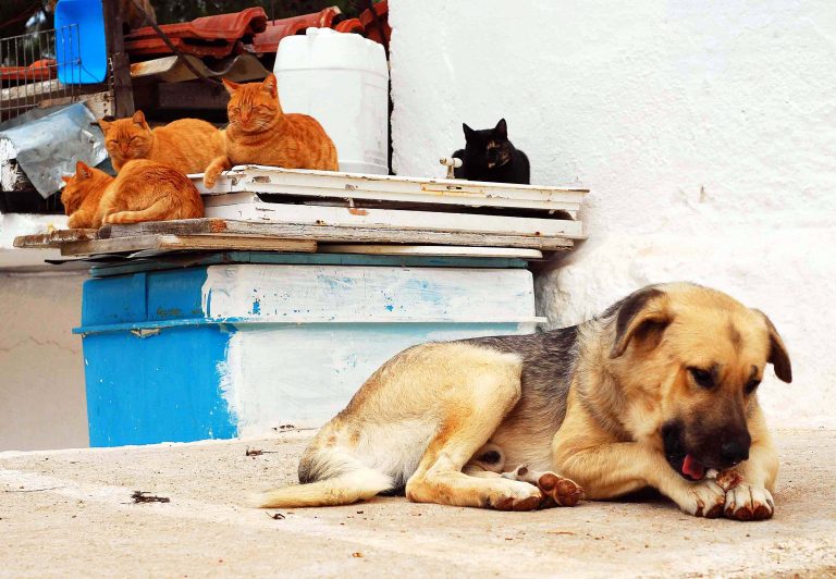 Ρόδος: Βασάνισαν και σκότωσαν αδέσποτα σκυλιά! | Newsit.gr Ρόδος: Βασάνισαν και σκότωσαν αδέσποτα σκυλιά! | Newsit.gr