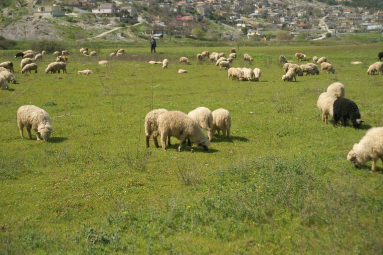 Ηλεία: Το Πάσχα έρχεται και τα αμνοερίφια… κάνουν φτερά! | Newsit.gr Ηλεία: Το Πάσχα έρχεται και τα αμνοερίφια… κάνουν φτερά! | Newsit.gr