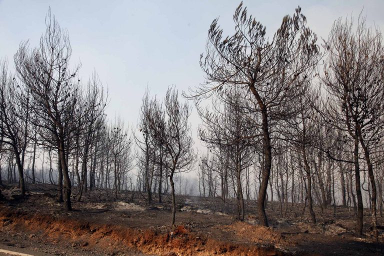 Χανιά: Υπό έλεγχο η φωτιά στην Κίσσαμο – Οι κάτοικοι μετρούν… »πληγές»! | Newsit.gr Χανιά: Υπό έλεγχο η φωτιά στην Κίσσαμο – Οι κάτοικοι μετρούν… »πληγές»! | Newsit.gr