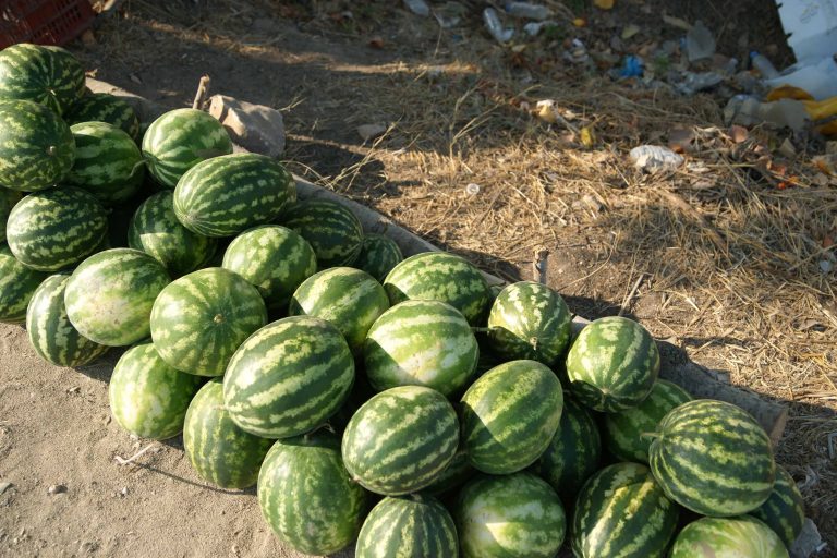 Ηράκλειο: Οι κλέφτες πρόλαβαν τον παραγωγό – Του έκοψαν όλα τα καρπούζια! | Newsit.gr Ηράκλειο: Οι κλέφτες πρόλαβαν τον παραγωγό – Του έκοψαν όλα τα καρπούζια! | Newsit.gr