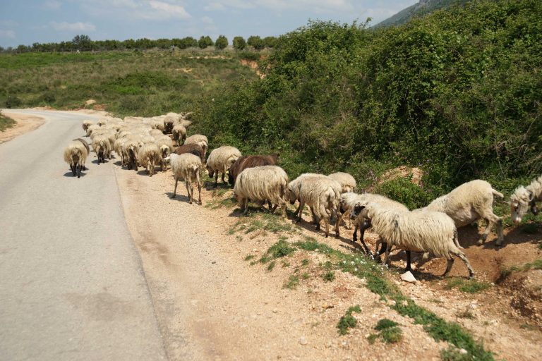 Λασίθι: Στον εισαγγελέα επειδή έσφαξε παράνομα τα ζώα του! | Newsit.gr Λασίθι: Στον εισαγγελέα επειδή έσφαξε παράνομα τα ζώα του! | Newsit.gr