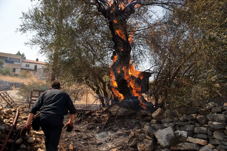 Λασίθι: Στις φλόγες στρέμματα με ελαιόδεντρα! | Newsit.gr Λασίθι: Στις φλόγες στρέμματα με ελαιόδεντρα! | Newsit.gr