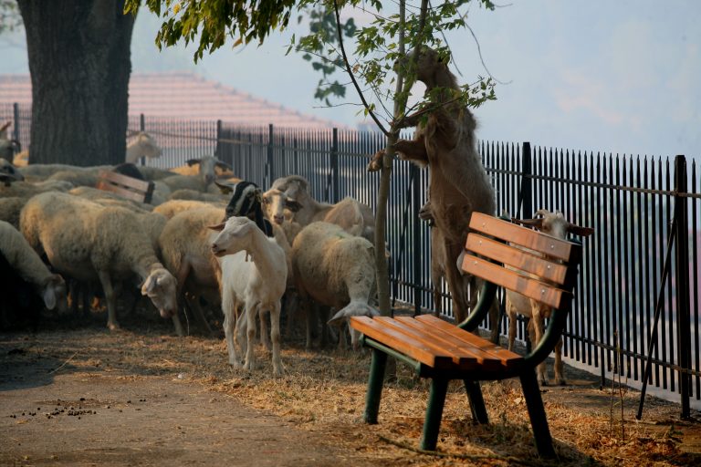 Φθιώτιδα: Ο τσοπάνης ήταν σκληρό καρύδι για τους Αλβανούς κλέφτες! | Newsit.gr Φθιώτιδα: Ο τσοπάνης ήταν σκληρό καρύδι για τους Αλβανούς κλέφτες! | Newsit.gr