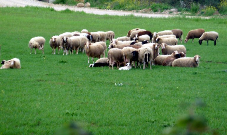 Χανιά:Κρέμασε 3 αρνιά για να εκδικηθεί το γείτονά του! | Newsit.gr Χανιά:Κρέμασε 3 αρνιά για να εκδικηθεί το γείτονά του! | Newsit.gr