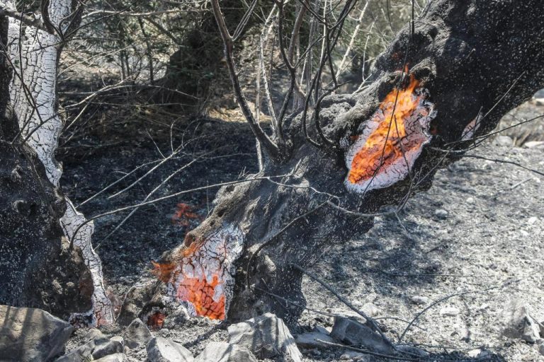 Κρήτη: Εκατοντάδες πρόβατα και μελίσσια έκαψε η φωτιά της Βιάννου | Newsit.gr Κρήτη: Εκατοντάδες πρόβατα και μελίσσια έκαψε η φωτιά της Βιάννου | Newsit.gr