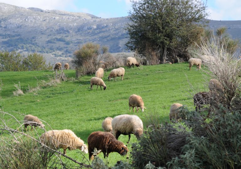 Αχαϊα: »Έδεσαν χειροπόδαρα τον γιο μου, για να κλέψουν τα πρόβατα»! | Newsit.gr Αχαϊα: »Έδεσαν χειροπόδαρα τον γιο μου, για να κλέψουν τα πρόβατα»! | Newsit.gr